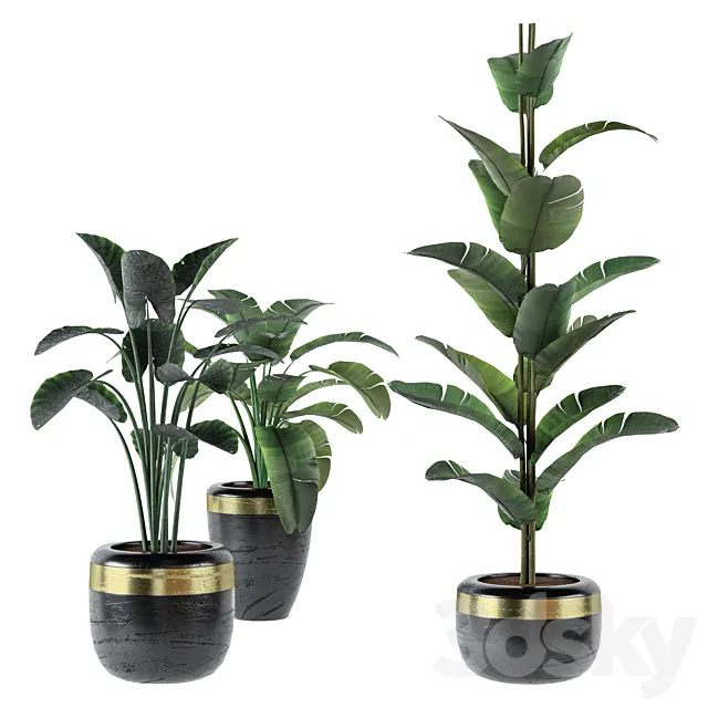 Indoor Plants 09 – Plants in Black Pots 3dsMax Model