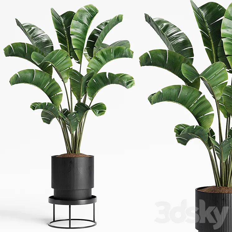 Indoor Plants 15 3DS Max Model