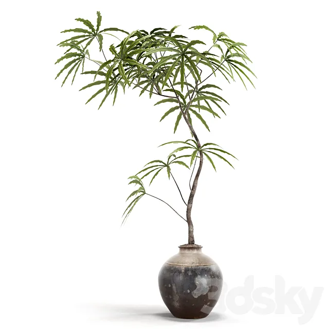 indoor plants 3ds Max