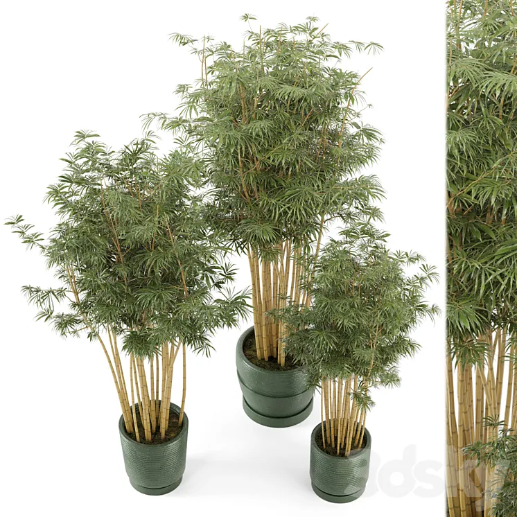 Indoor Plants Bamboo Set in rusty Concrete Pots – Set 108 3DS Max