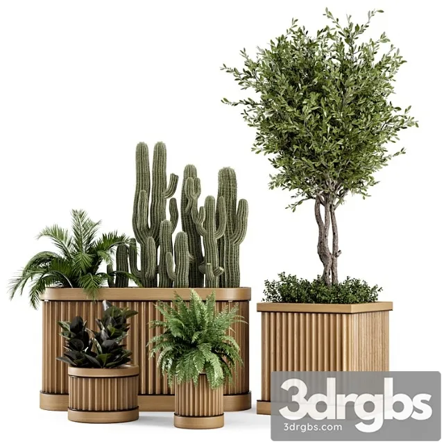 Indoor plants bush and tree in wooden pot – set 401