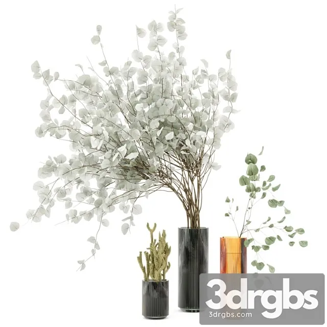 Indoor plants cactus & eucalyptus whit glass pots – set 38