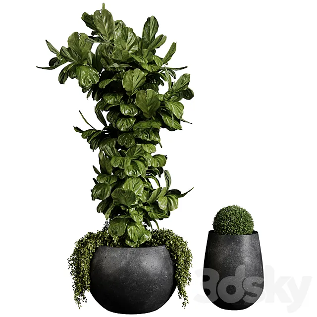 Indoor plants Collection 01 3dsMax Model