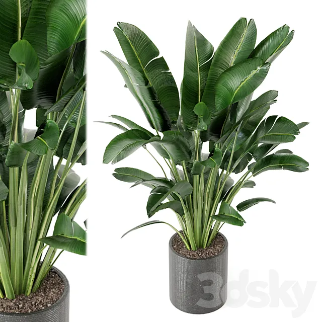 Indoor Plants Collection – Set 009 3ds Max