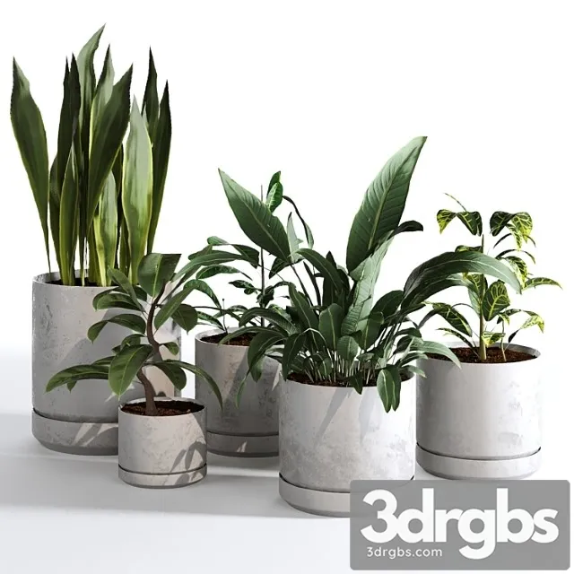 Indoor plants collection – set 03