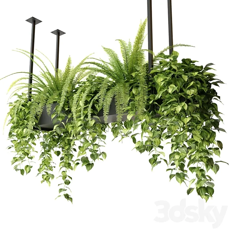 Indoor plants in a hanging rectangular planter 3DS Max