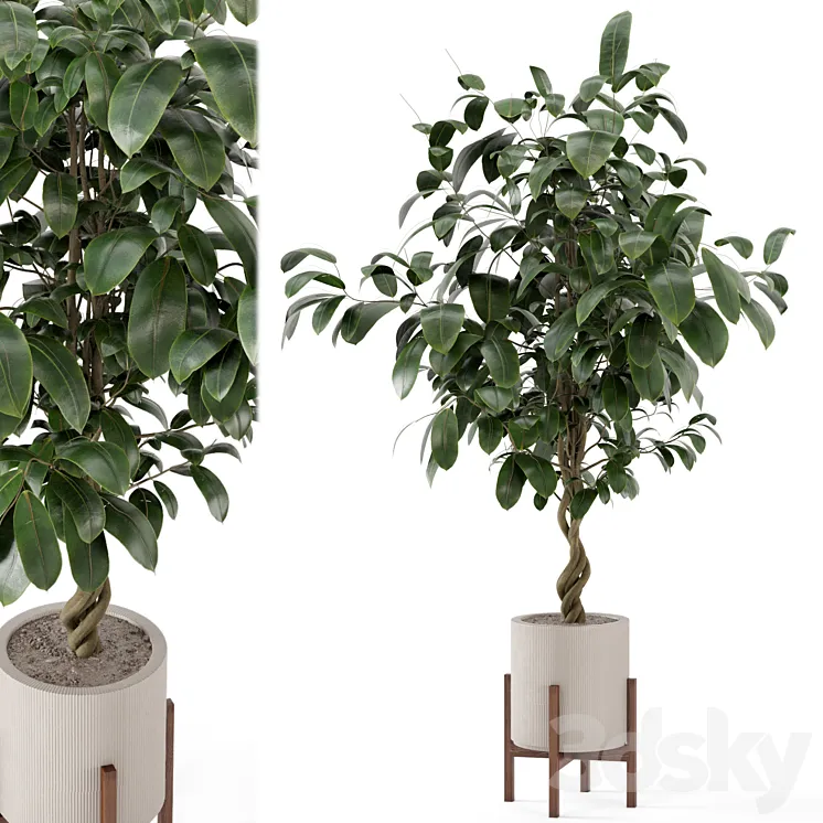 Indoor Plants in Combination of wood & concrete Pot – Set 278 3DS Max