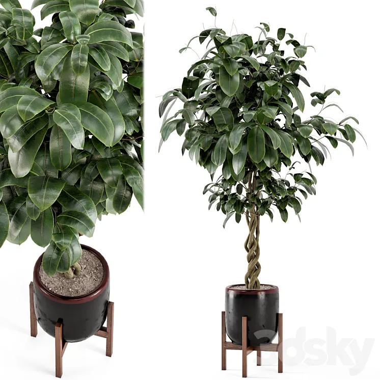Indoor Plants in Combination of wood & concrete Pot – Set 301 3DS Max