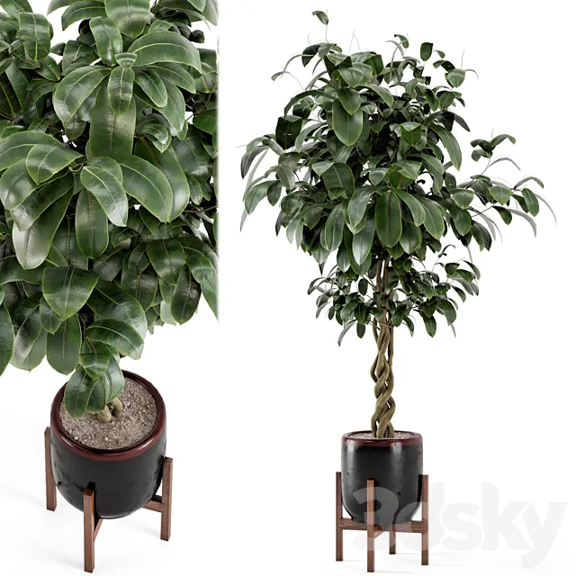 Indoor Plants in Combination of wood & concrete Pot – Set 301 3DSMax File