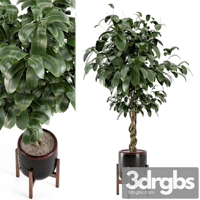 Indoor plants in combination of wood & concrete pot – set 301