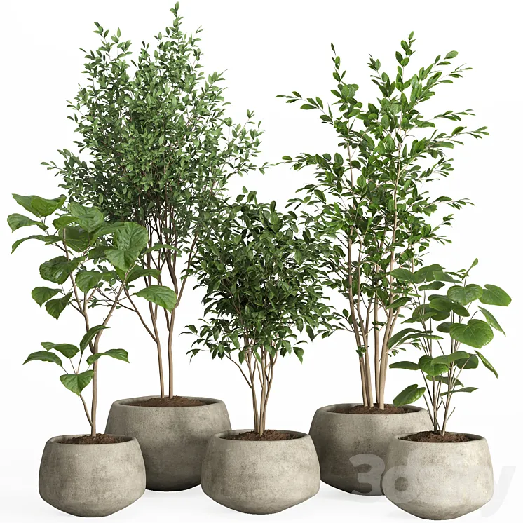 indoor plants in concrete pot-set 32 3DS Max Model