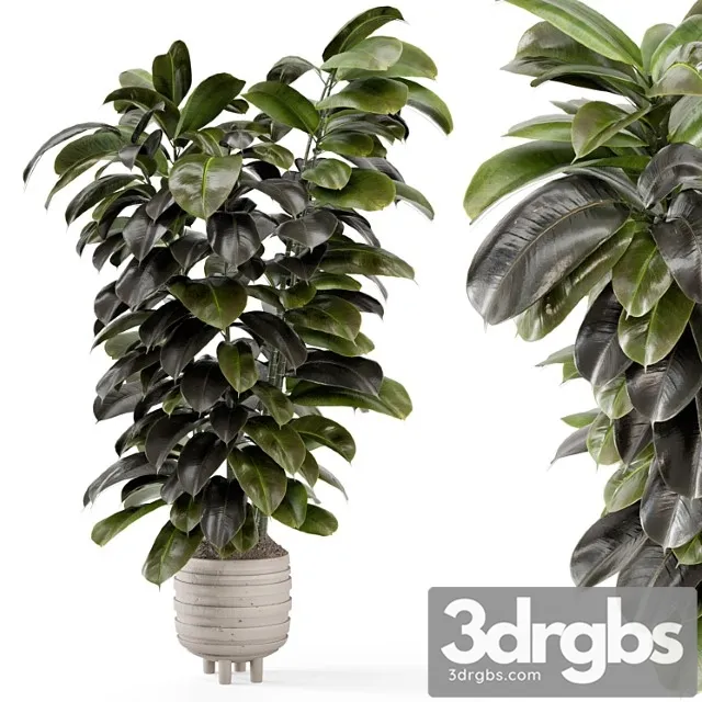 Indoor plants in concrete pots – set 953