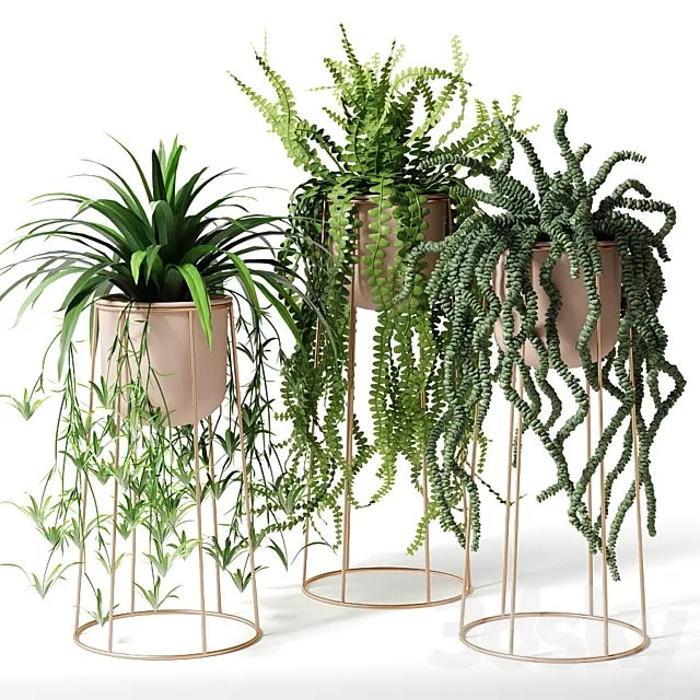 Indoor plants in decorative pots 3ds Max