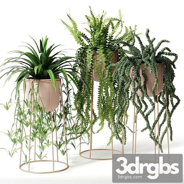 Indoor plants in decorative pots