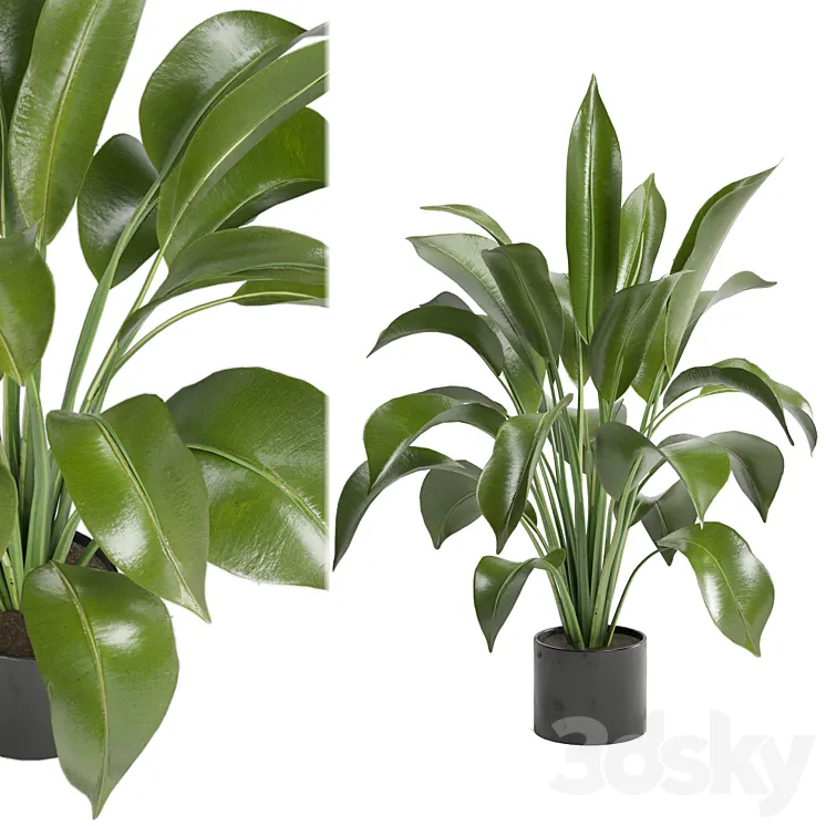 Indoor Plants in Ferm Living Bau Pot Large – Set 136 3DS Max Model