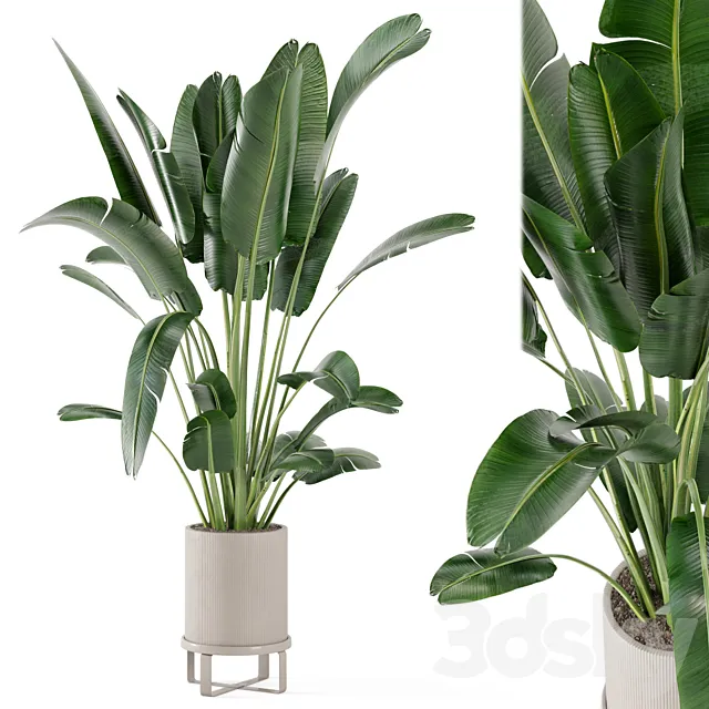 Indoor Plants in Ferm Living Bau Pot Large – Set 173 3DSMax File