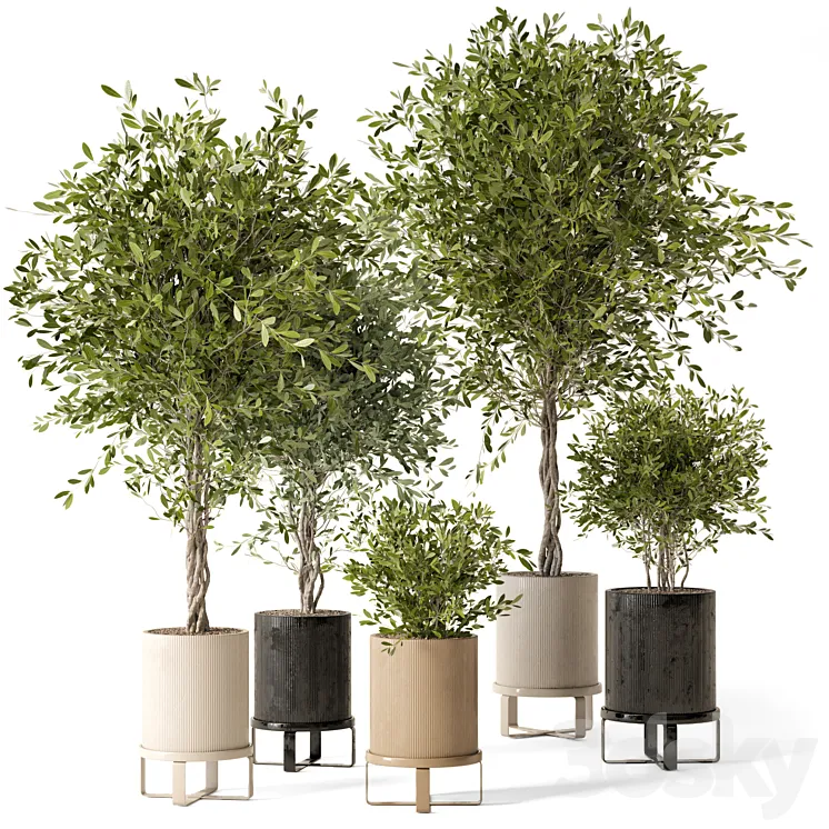 Indoor Plants in Ferm Living Bau Pot Large – Set 354 3DS Max Model