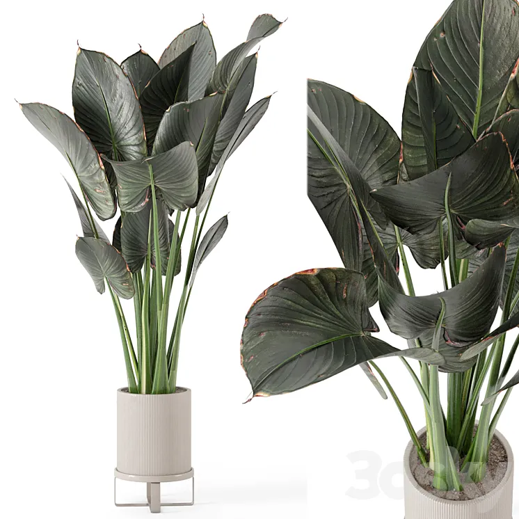 Indoor Plants in Ferm Living Bau Pot Large – Set 555 3DS Max Model