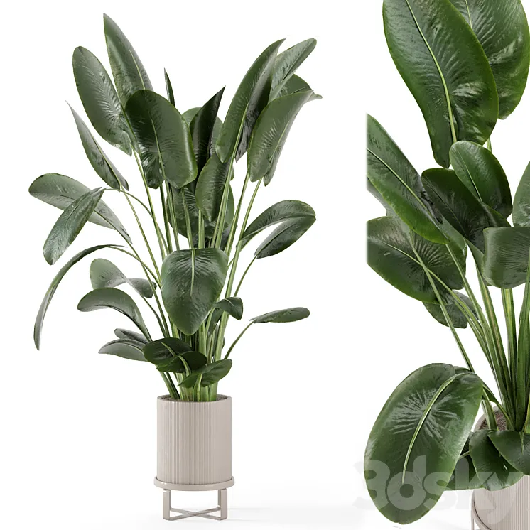 Indoor Plants in Ferm Living Bau Pot Large – Set 765 3DS Max Model