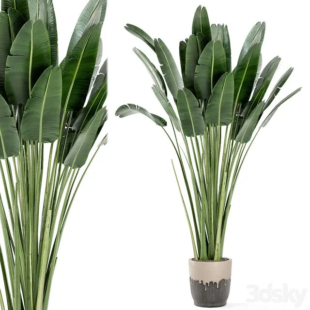 Indoor Plants In Handmade Glazed Pot Set 190 3dsMax Model