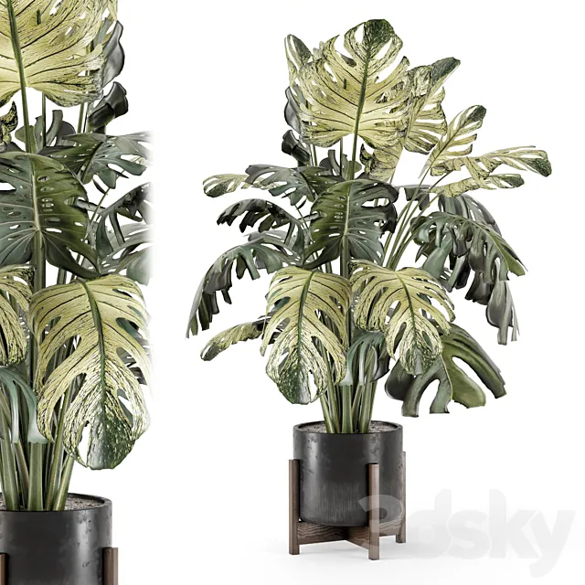 Indoor Plants in Handmade Stone Pot – Set 2174 3ds Max