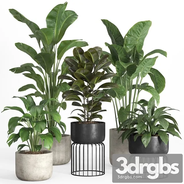 Indoor plants in metal and concrete pot-set 31