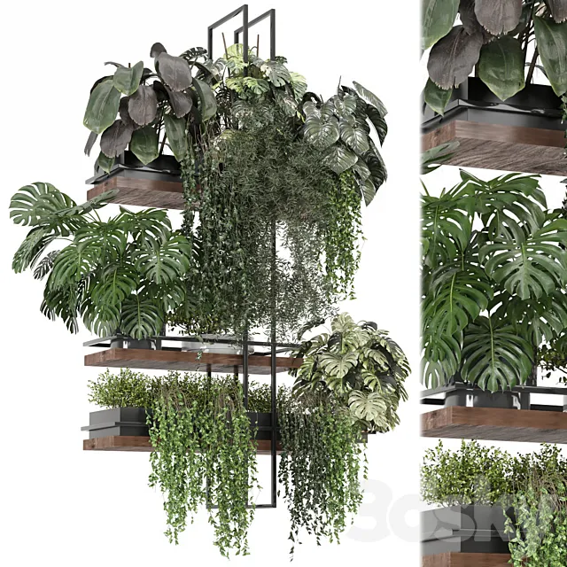 indoor plants in metal box _ Set hanging 1104 3ds Max