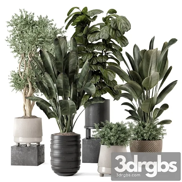 Indoor plants in rusty concrete pot – set 1291