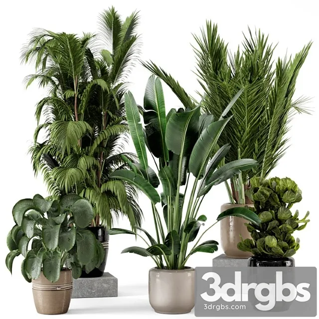 Indoor plants in rusty concrete pot – set 217