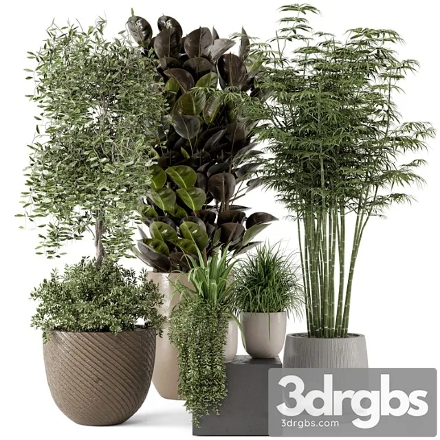 Indoor plants in rusty concrete pot – set 229