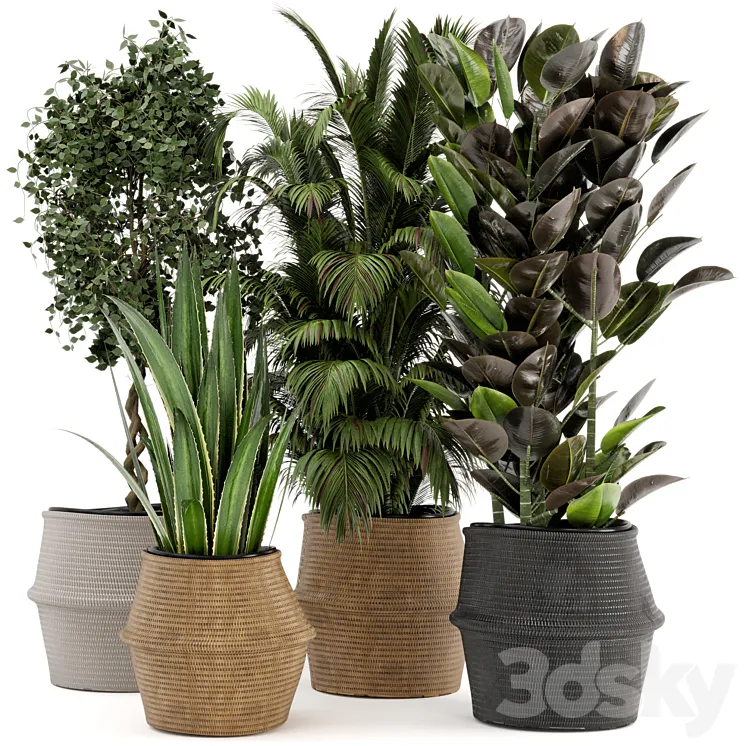 Indoor Plants in Wicker Basket – Set 258 3DS Max Model