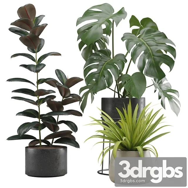 Indoor plants pack 15