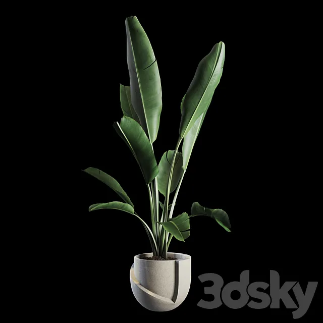 Indoor Plants Set 02 3DSMax File