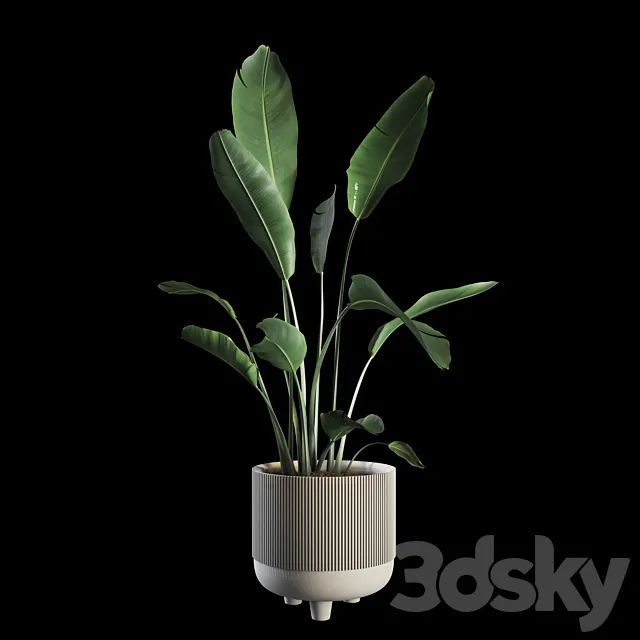 Indoor Plants Set 04 3DSMax File