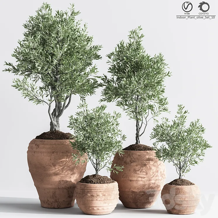 Indoor_Plant_olive_Set_10 3DS Max Model