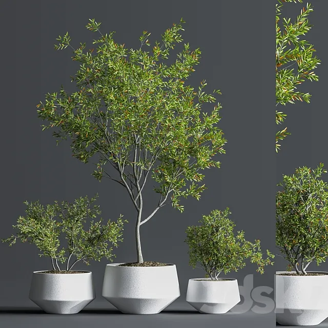 Indoor_Set_Plant_08 3DSMax File