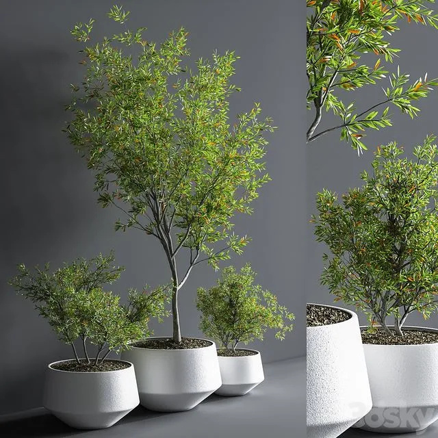 Indoor_Set_Plant_08 3dsMax Model