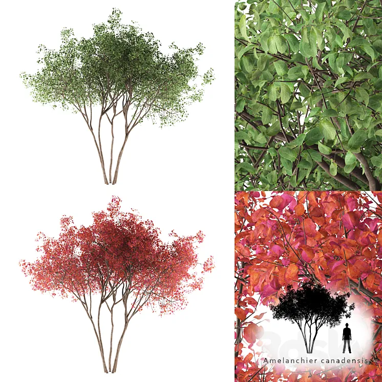 Irga Lamarca Canadian solitaire | Amelanchier canadensis 3DS Max