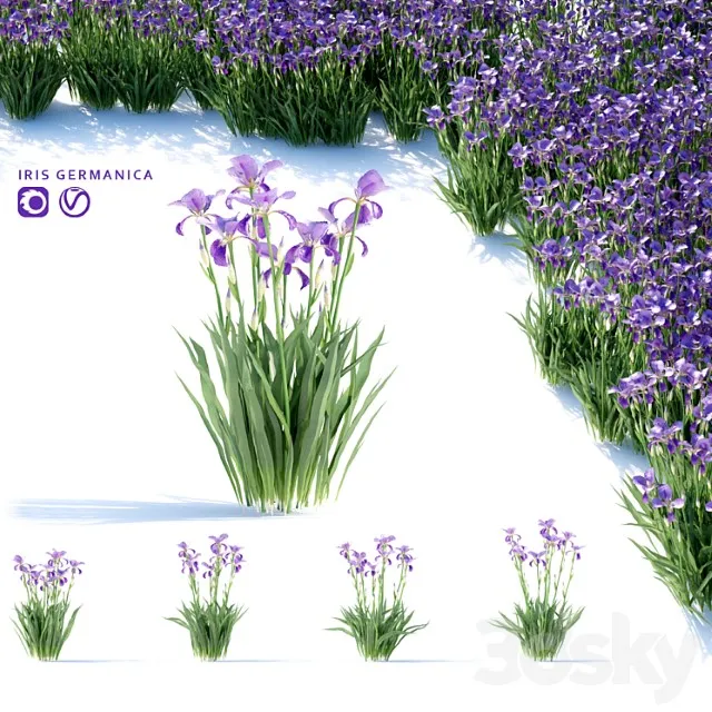 Iris Borodatyi Tsvety Iris Germanica 3dsmax Download