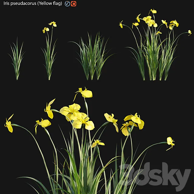 Iris pseudacorus – Yellow flag – 01 3ds Max