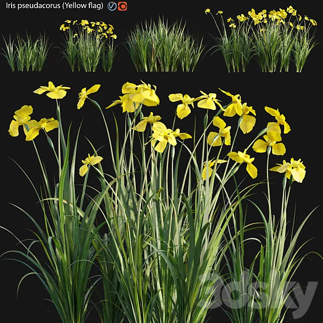 Iris pseudacorus – Yellow flag – 02 3ds Max