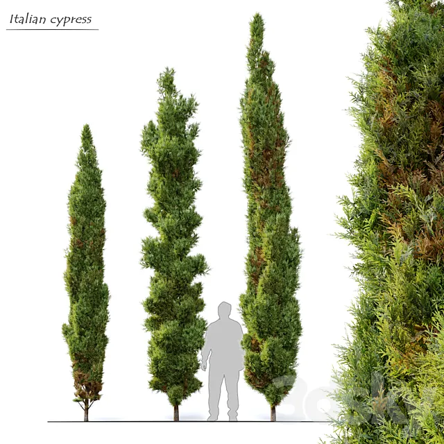 Italian cypress 3DS Max Model