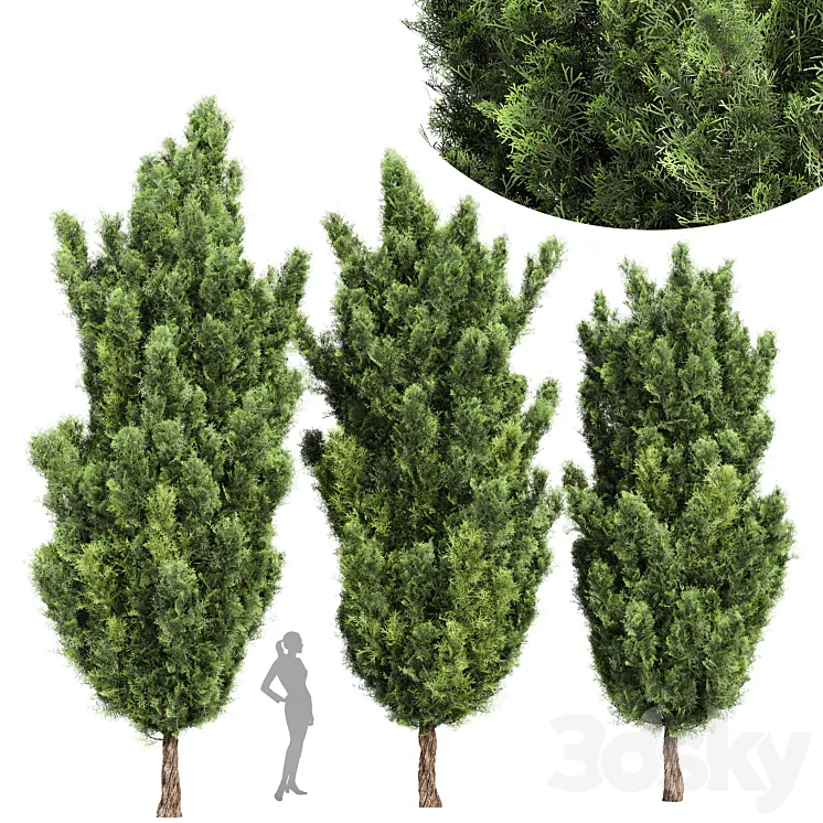 Italian Cypress High details 3Trees 3DS Max