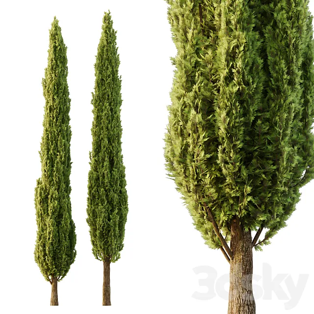 Italian Cypress Tree06 3ds Max