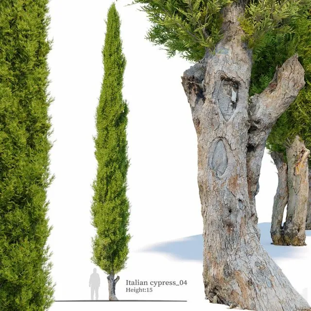 Italian cypress_04 3dsMax Model