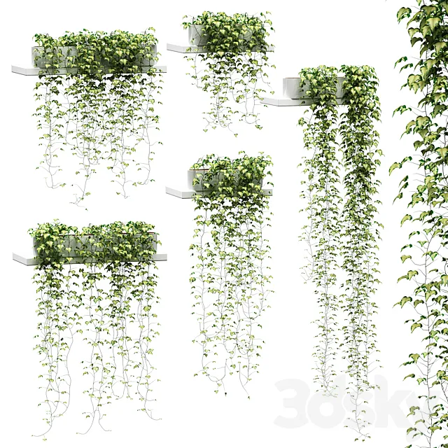 Ivy for shelves v2 3DSMax File