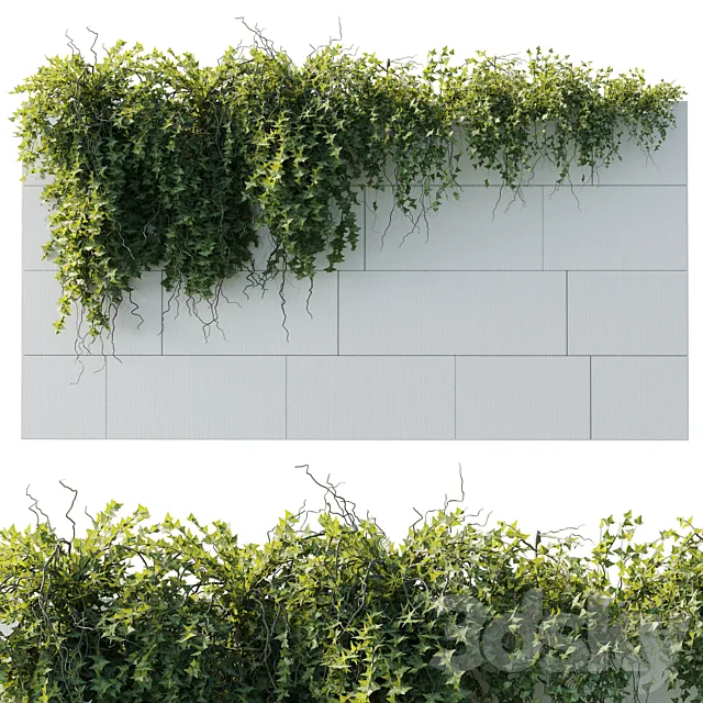 ivy hanging from the wall – outdoor plants set 173 3DS Max Model