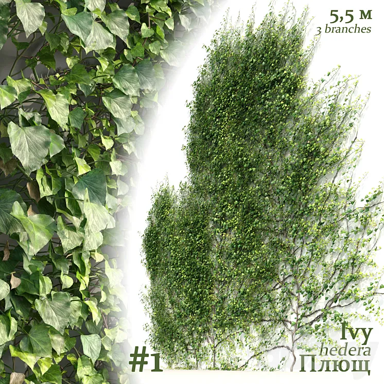 Ivy \/ Hedera Helix #1 3DS Max