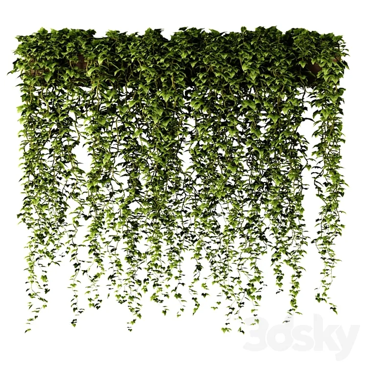 Ivy in a long rectangular planter 3DS Max