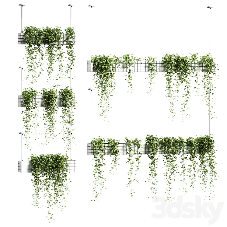 Ivy in hanging flower pots. 5 models 3DS Max
